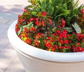 flowers2520on2520douglas-7_1.jpg